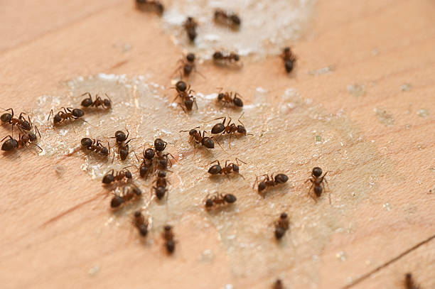 Best Insect Control  in Hobart, WA